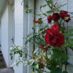 2EE0708E-506E-46C4-AD7C-074AAE2C019D